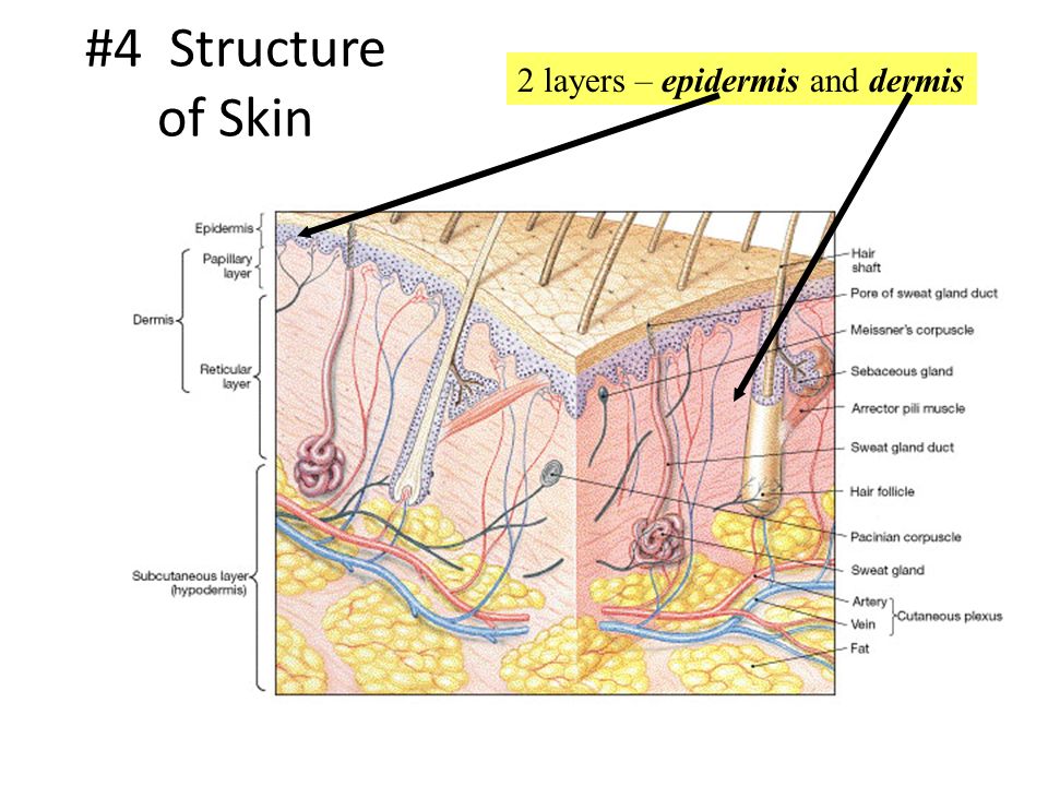 #4 Structure of Skin 2 layers – epidermis and dermis