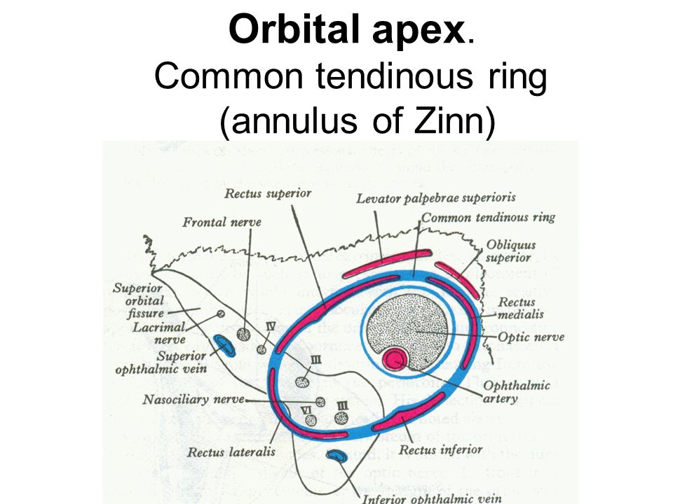 Orbital anatomy (illustration) | Image | Radiopaedia.org