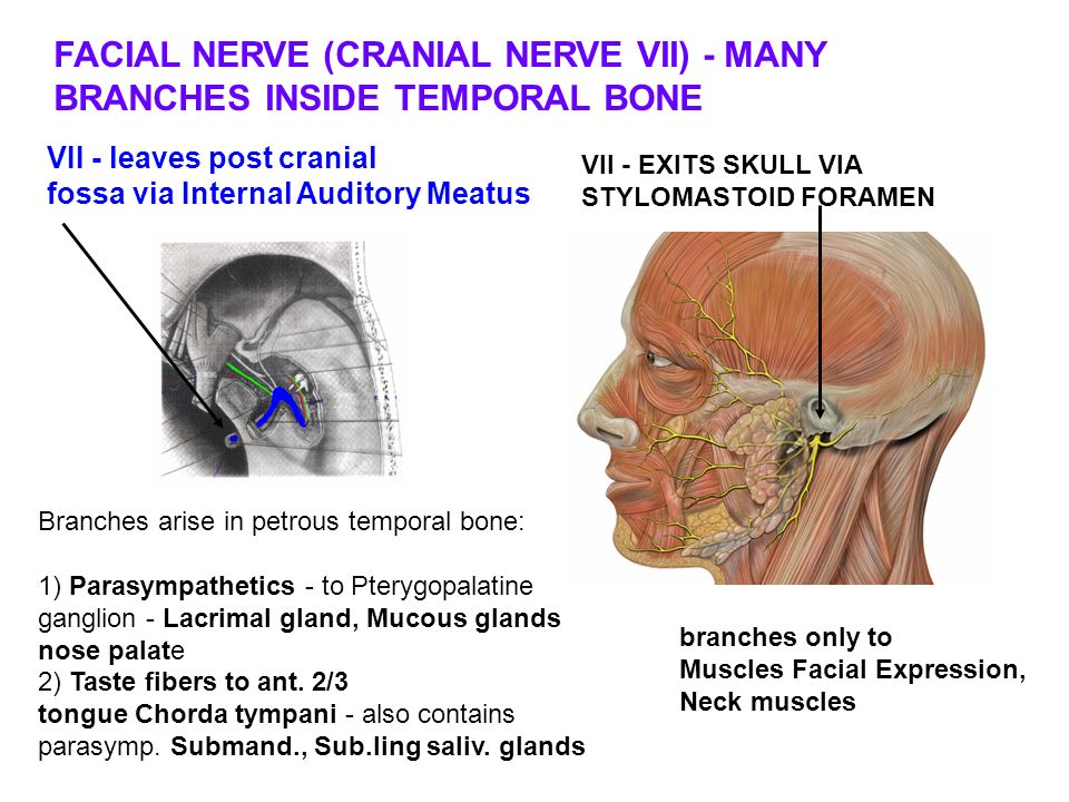Лицевой нерв является. Лицевой нерв. Строение лицевого нерва. Лицевой нерв на основании черепа.