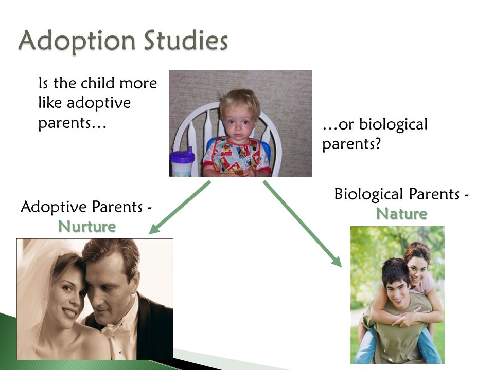 Adoption Studies Is the child more like adoptive parents…