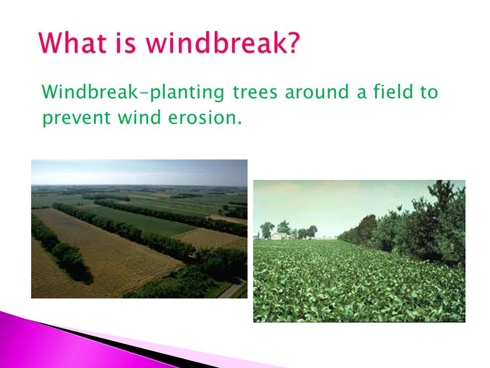 What is windbreak Windbreak-planting trees around a field to