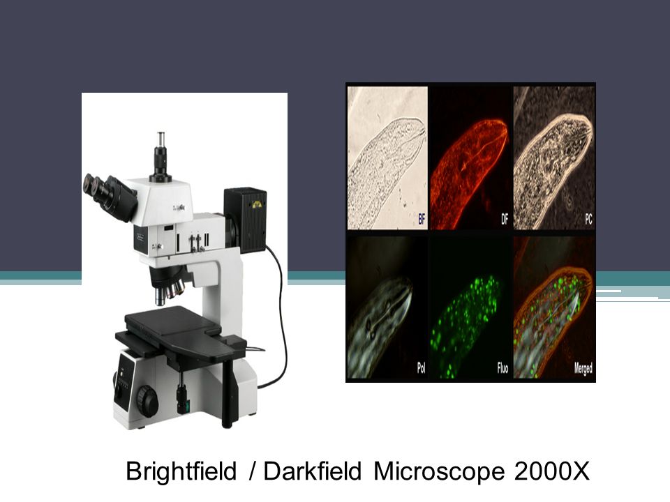 Brightfield / Darkfield Microscope 2000X