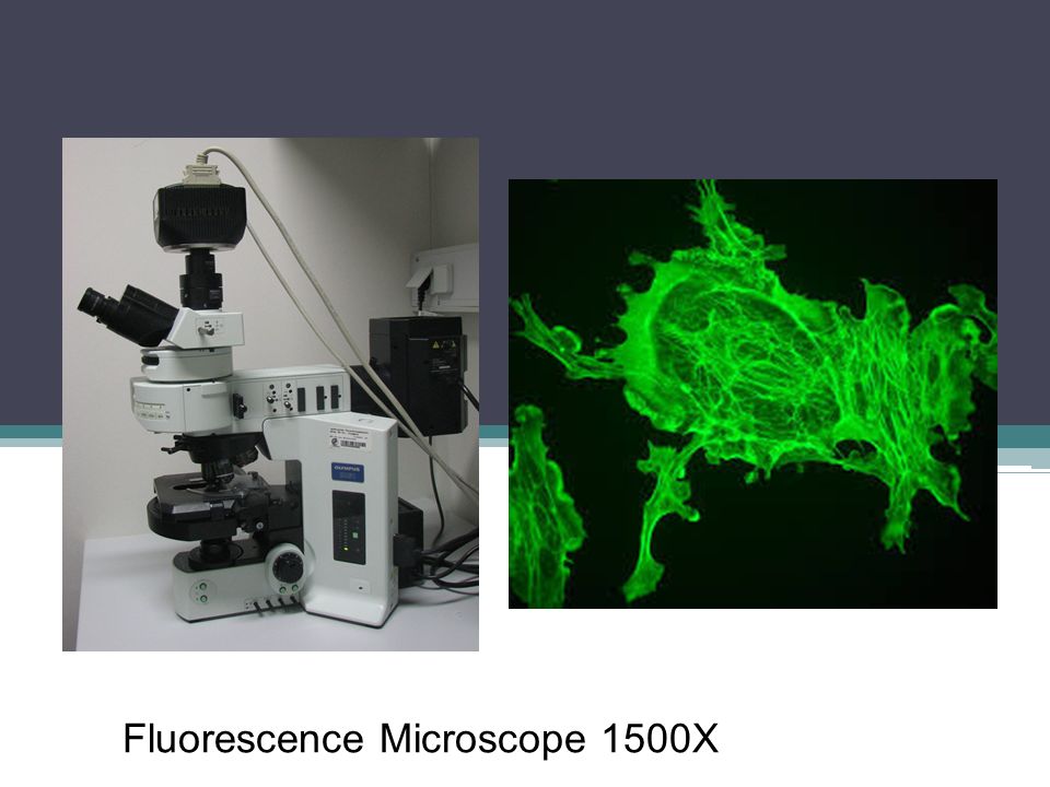 Fluorescence Microscope 1500X