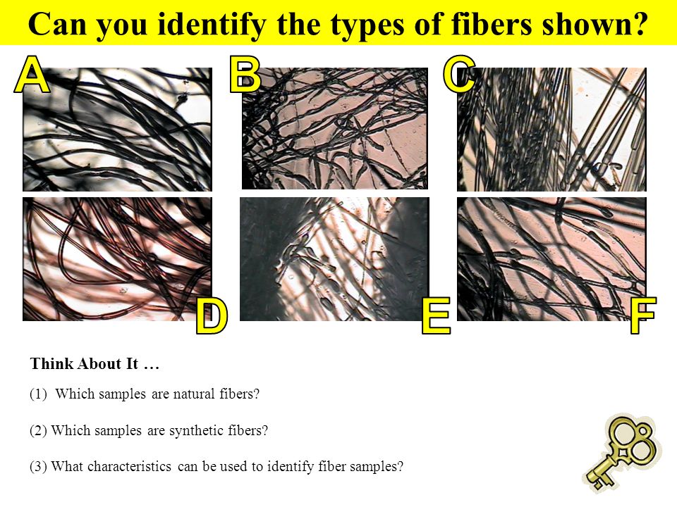 Hairs & Fibers Forensic Science - ppt download