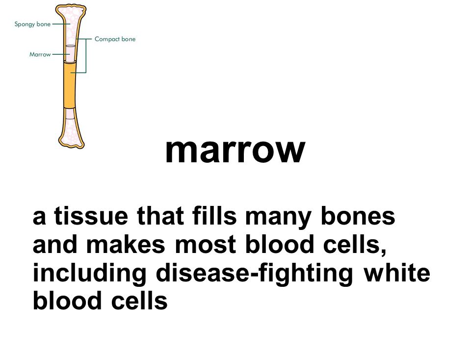 marrow a tissue that fills many bones and makes most blood cells, including disease-fighting white blood cells.