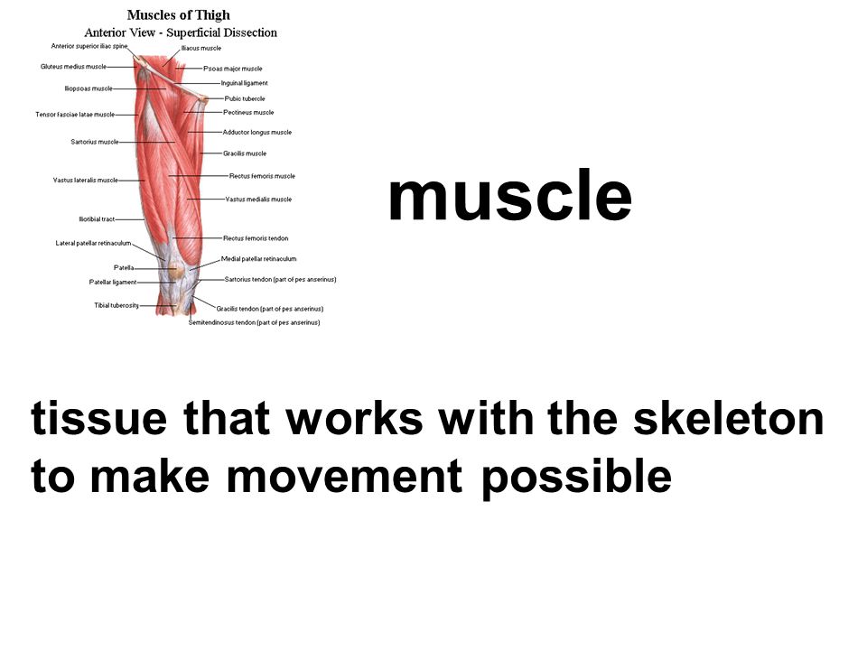 tissue that works with the skeleton to make movement possible