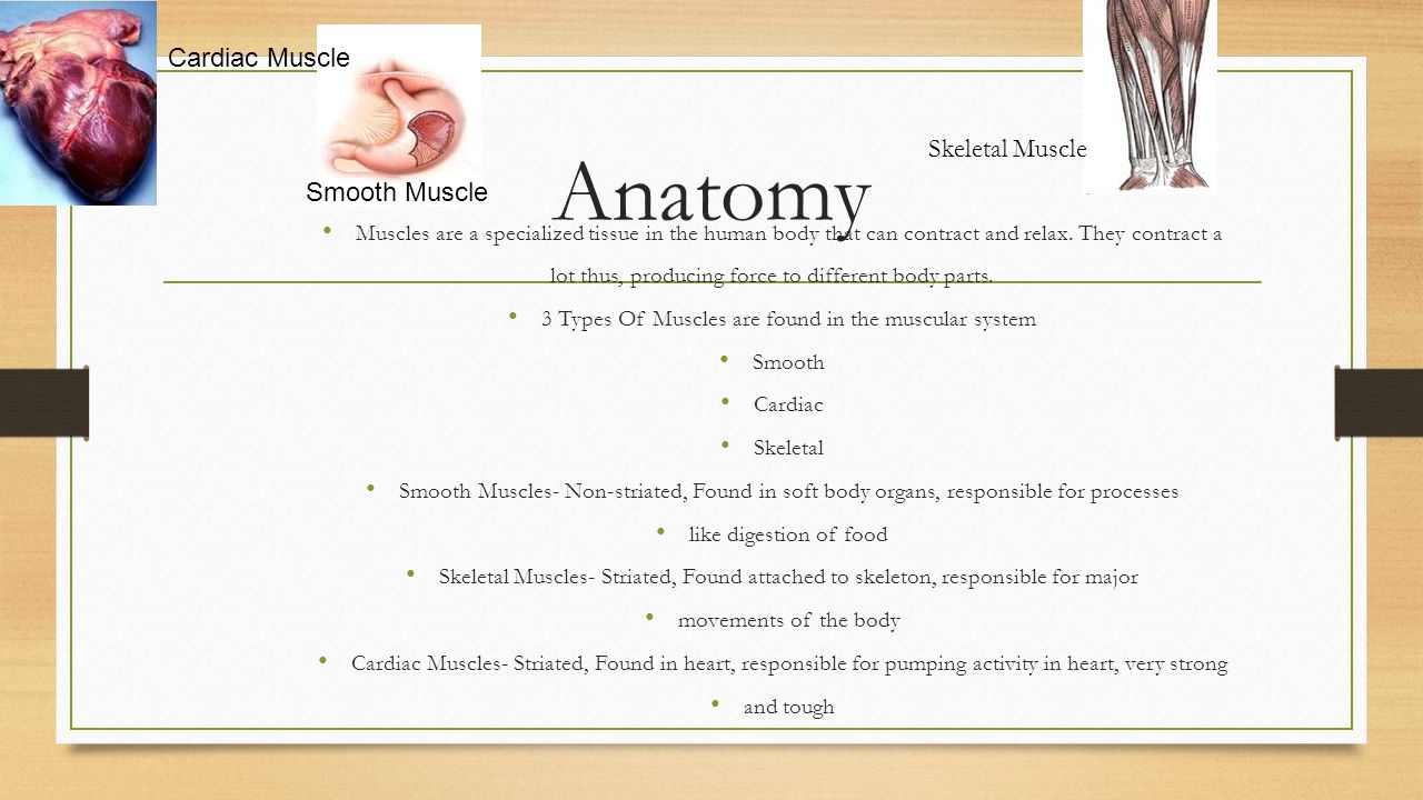 Anatomy Cardiac Muscle Skeletal Muscle Smooth Muscle