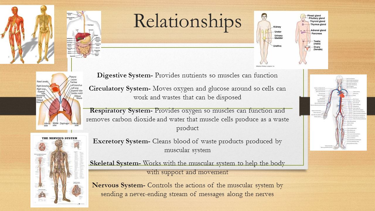Digestive System- Provides nutrients so muscles can function