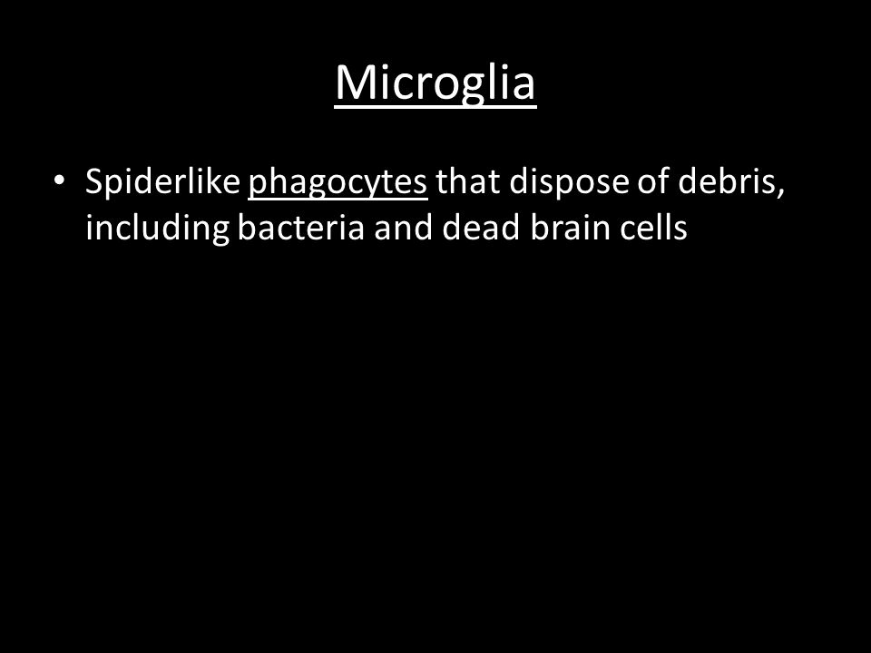 Microglia Spiderlike phagocytes that dispose of debris, including bacteria and dead brain cells