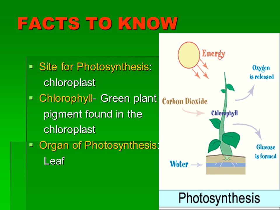 Resultado de imagen para chlorophyll pigment facts