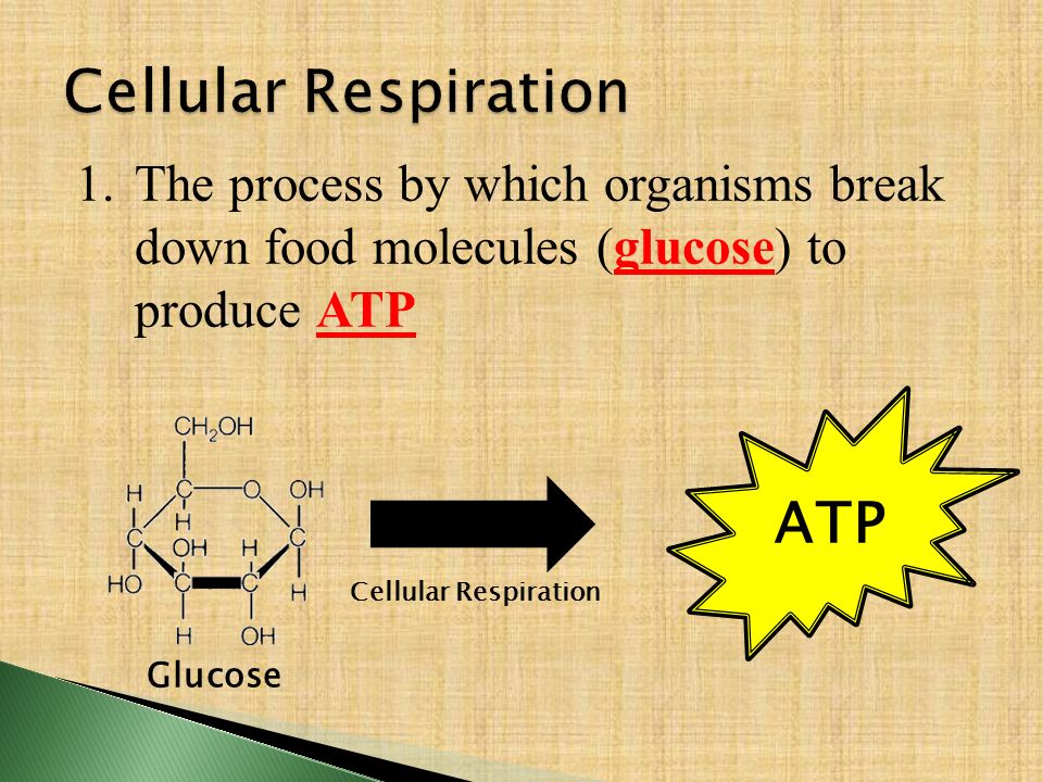 Cellular Respiration ATP