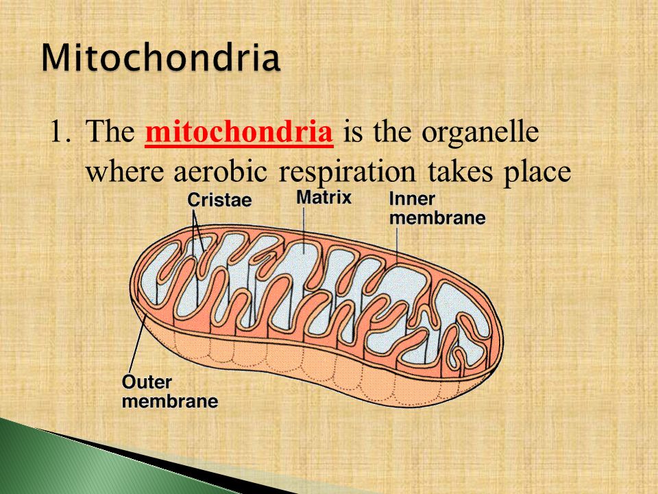 Mitochondria The mitochondria is the organelle where aerobic respiration takes place