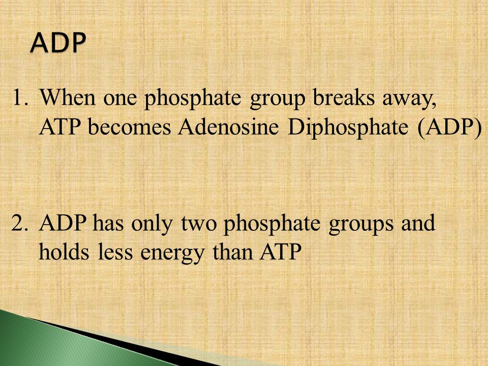 ADP When one phosphate group breaks away, ATP becomes Adenosine Diphosphate (ADP) ADP has only two phosphate groups and holds less energy than ATP.