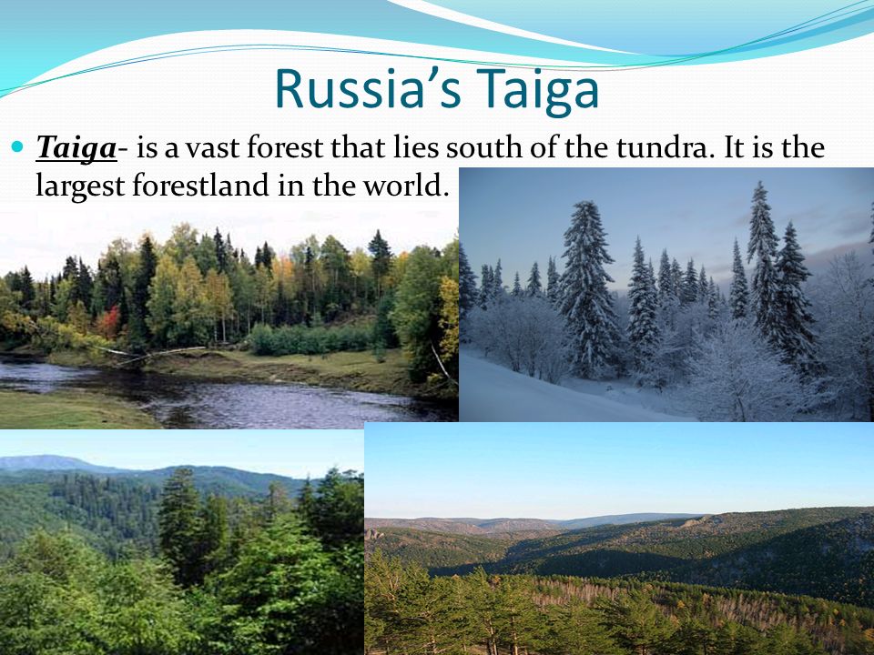 Russia’s Taiga Taiga- is a vast forest that lies south of the tundra.