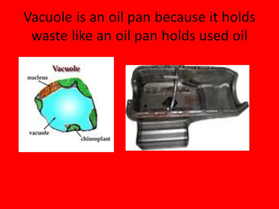 Vacuole is an oil pan because it holds waste like an oil pan holds used oil