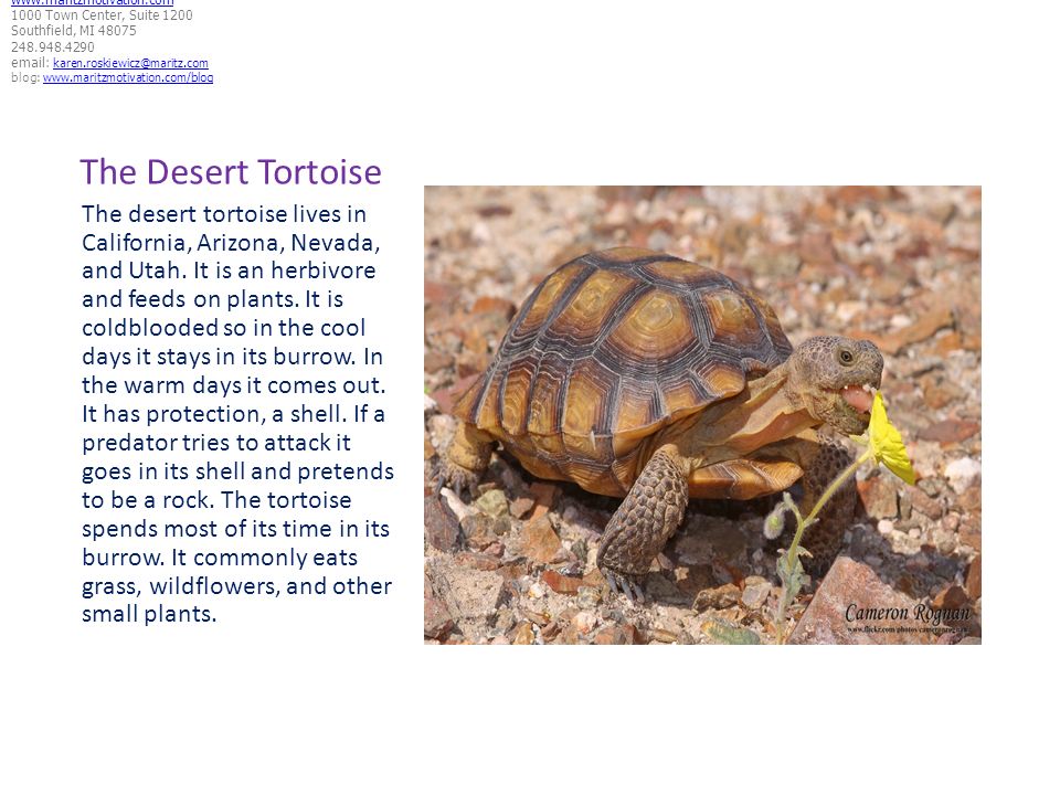 The Desert …and its amazing features - ppt download