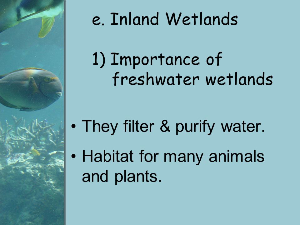 APES Chapter 6, sections Aquatic Ecosystems - ppt video online download