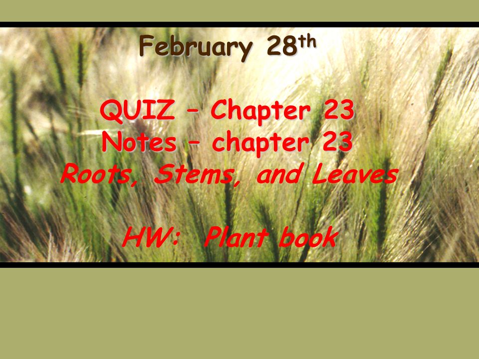 February 28th QUIZ – Chapter 23 Notes – chapter 23 Roots, Stems, and Leaves HW: Plant book