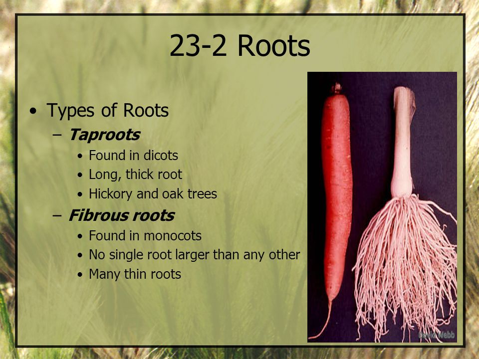 23-2 Roots Types of Roots Taproots Fibrous roots Found in dicots