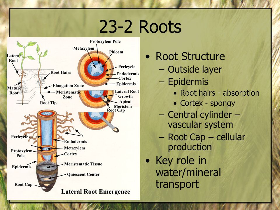23-2 Roots Root Structure Key role in water/mineral transport