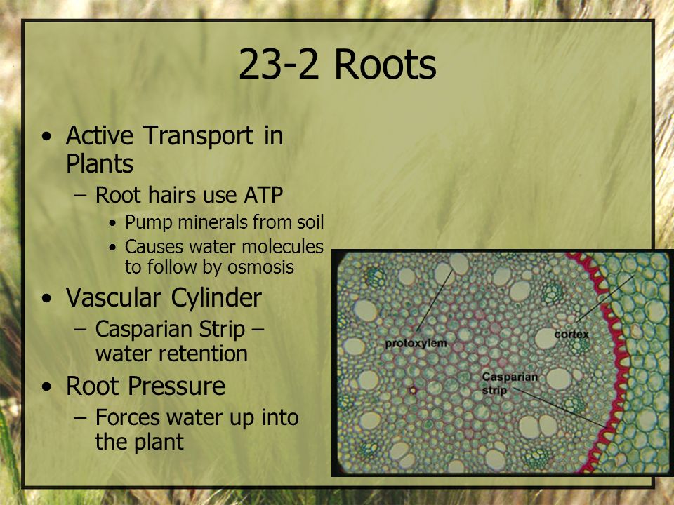 23-2 Roots Active Transport in Plants Vascular Cylinder Root Pressure
