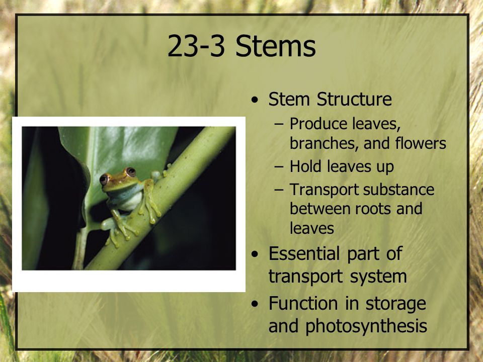 23-3 Stems Stem Structure Essential part of transport system