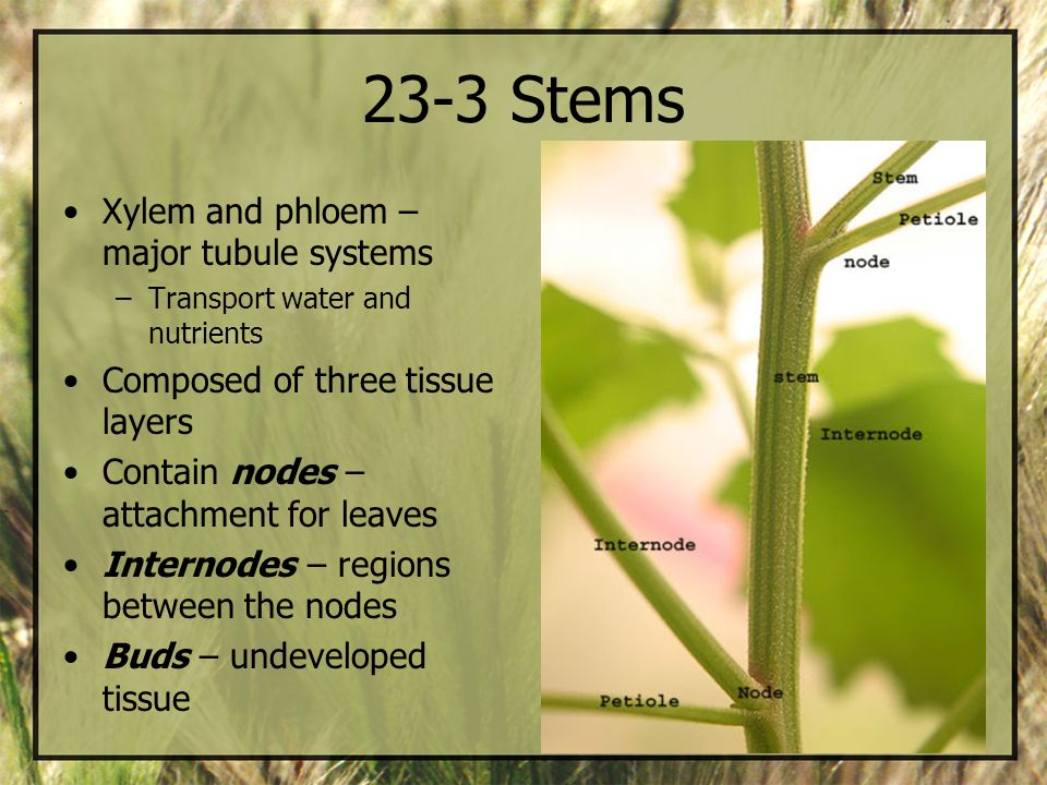 23-3 Stems Xylem and phloem – major tubule systems
