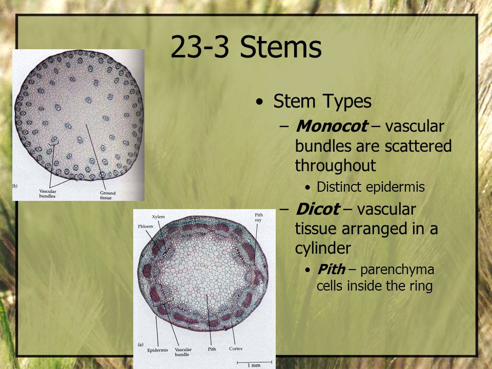 23-3 Stems Stem Types. Monocot – vascular bundles are scattered throughout. Distinct epidermis. Dicot – vascular tissue arranged in a cylinder.