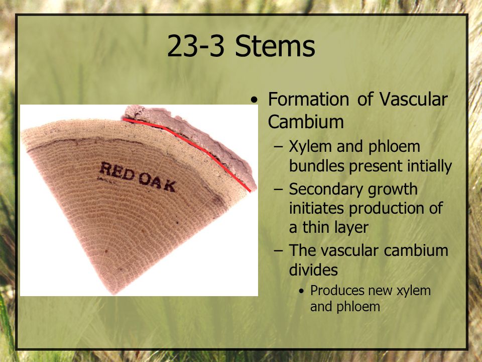 23-3 Stems Formation of Vascular Cambium
