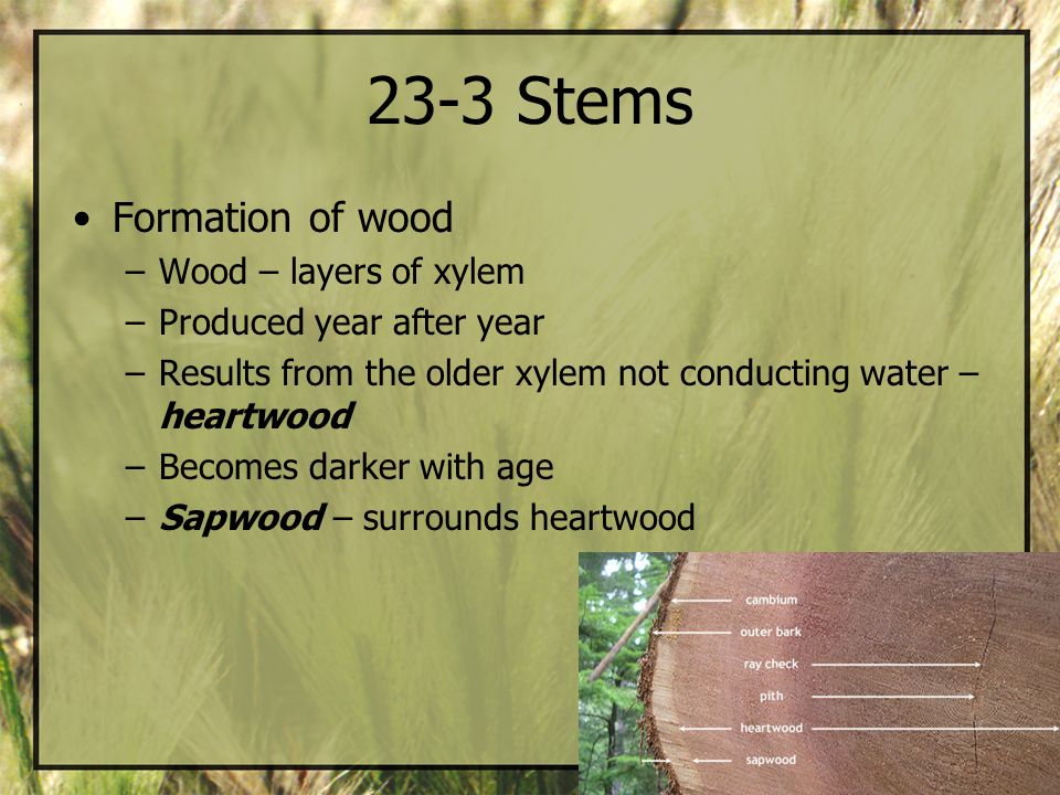23-3 Stems Formation of wood Wood – layers of xylem