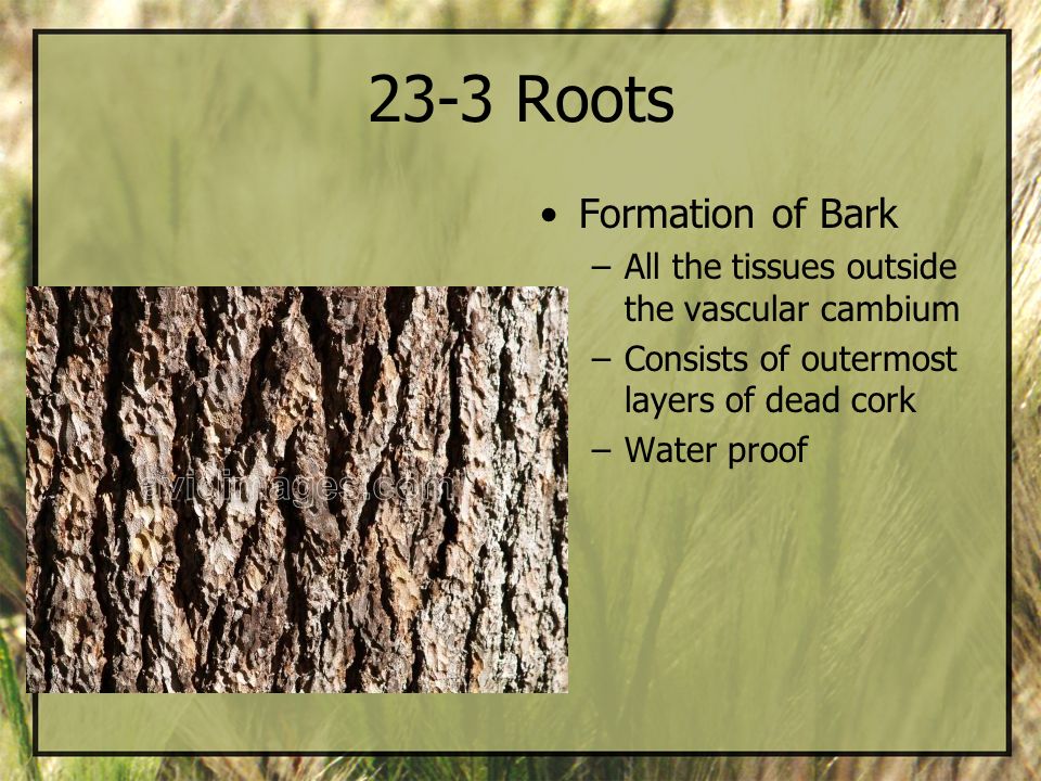 23-3 Roots Formation of Bark