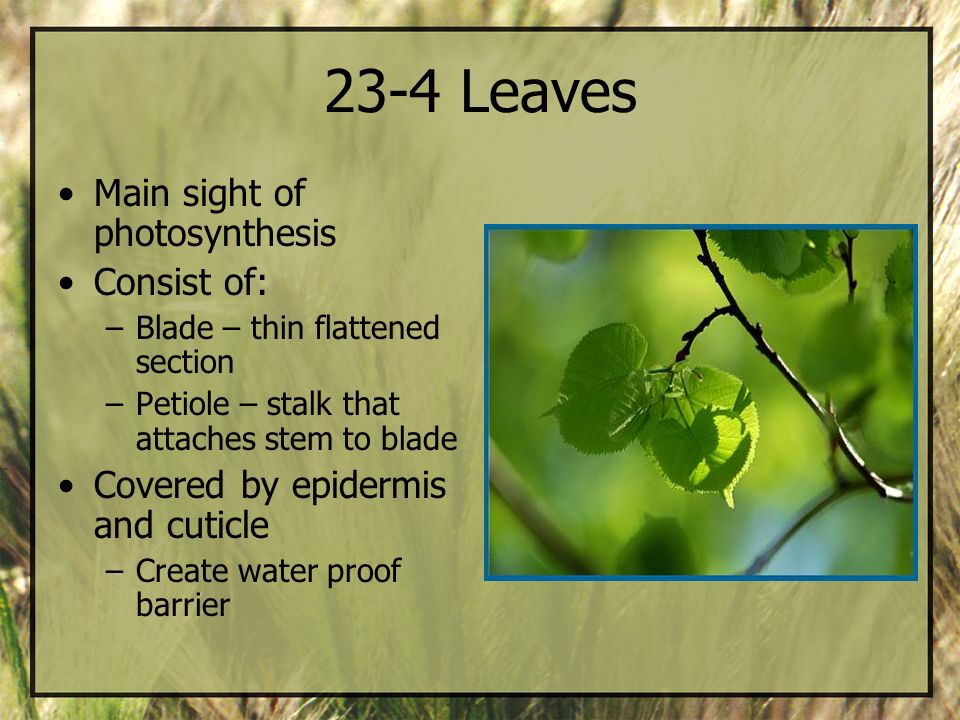 23-4 Leaves Main sight of photosynthesis Consist of: