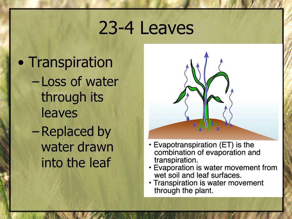 23-4 Leaves Transpiration Loss of water through its leaves