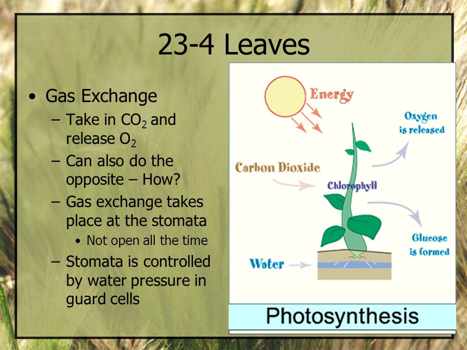 23-4 Leaves Gas Exchange Take in CO2 and release O2