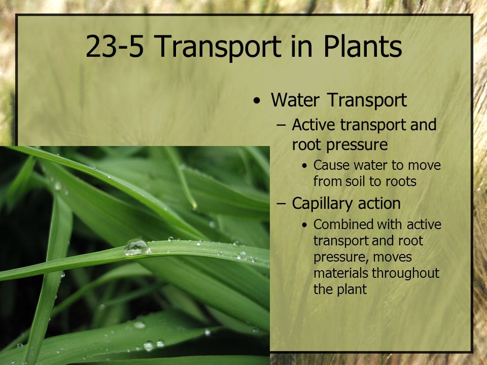 23-5 Transport in Plants Water Transport