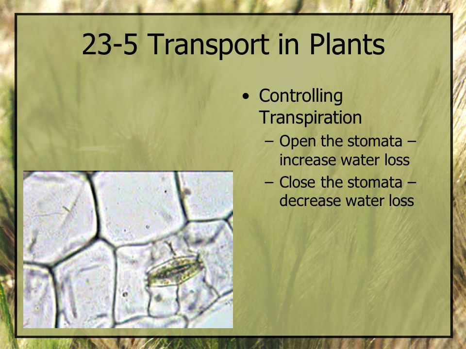 23-5 Transport in Plants Controlling Transpiration