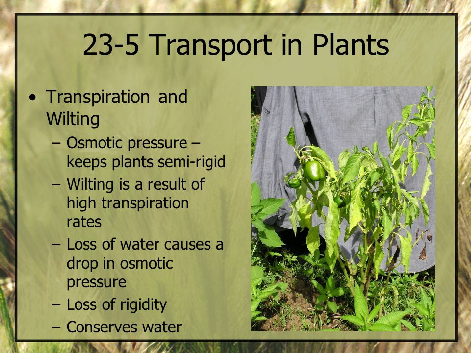 23-5 Transport in Plants Transpiration and Wilting
