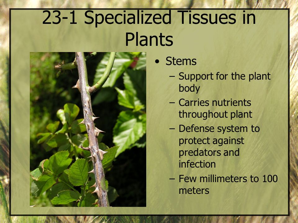 23-1 Specialized Tissues in Plants