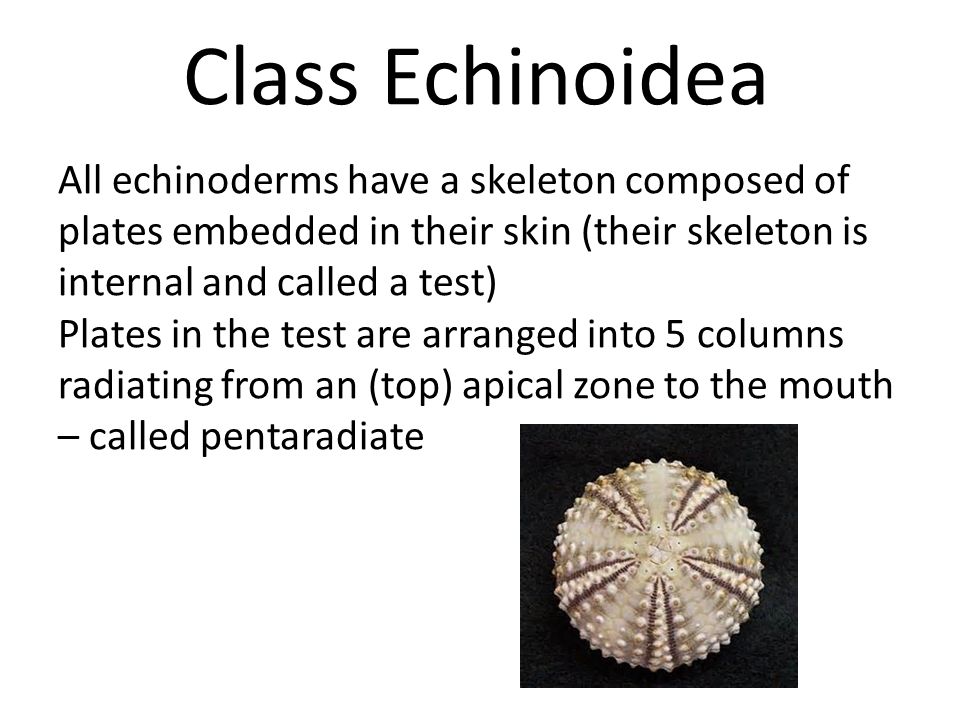 Class Echinoidea All echinoderms have a skeleton composed of plates embedded in their skin (their skeleton is internal and called a test)