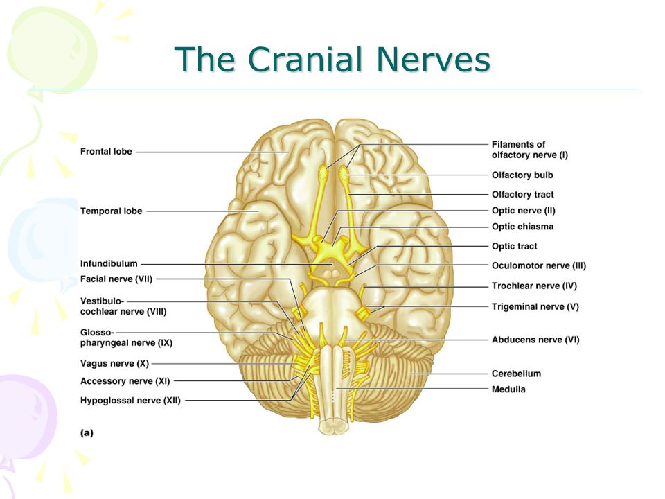 Anatomy of Spinal Nerves - ppt video online download