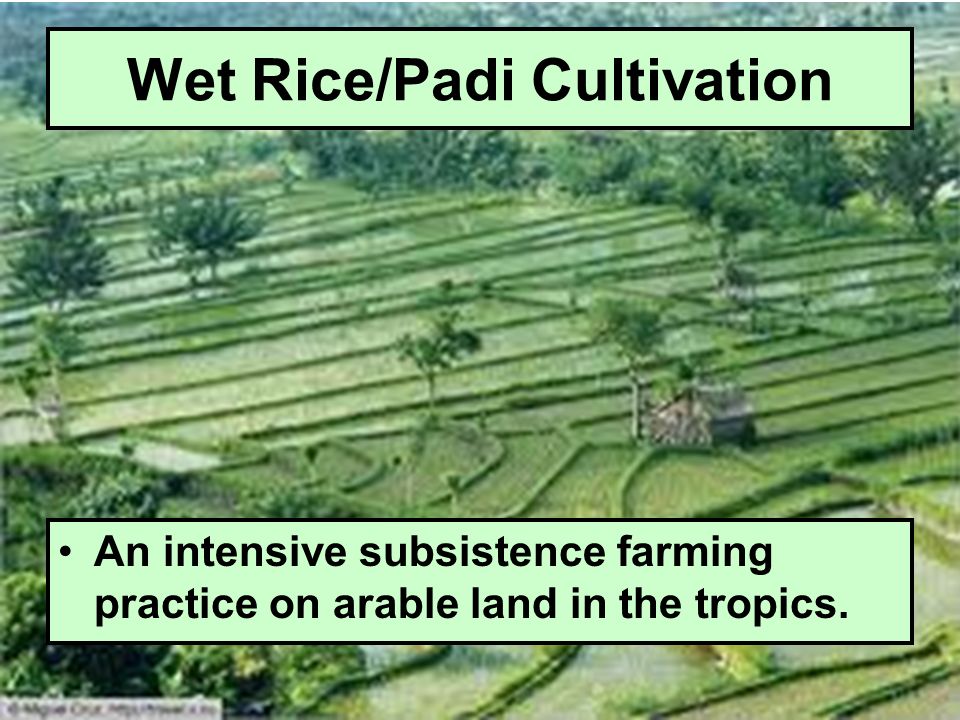 Wet Rice Padi Cultivation