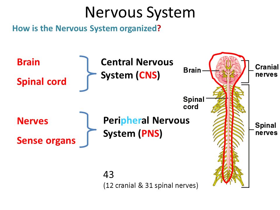 Nervous system brain. Нервная система. Нервная система человека схема на английском. Строение нервной системы на английском. Центральная нервная система.