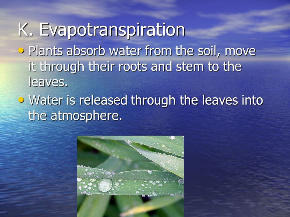 K. Evapotranspiration Plants absorb water from the soil, move it through their roots and stem to the leaves.