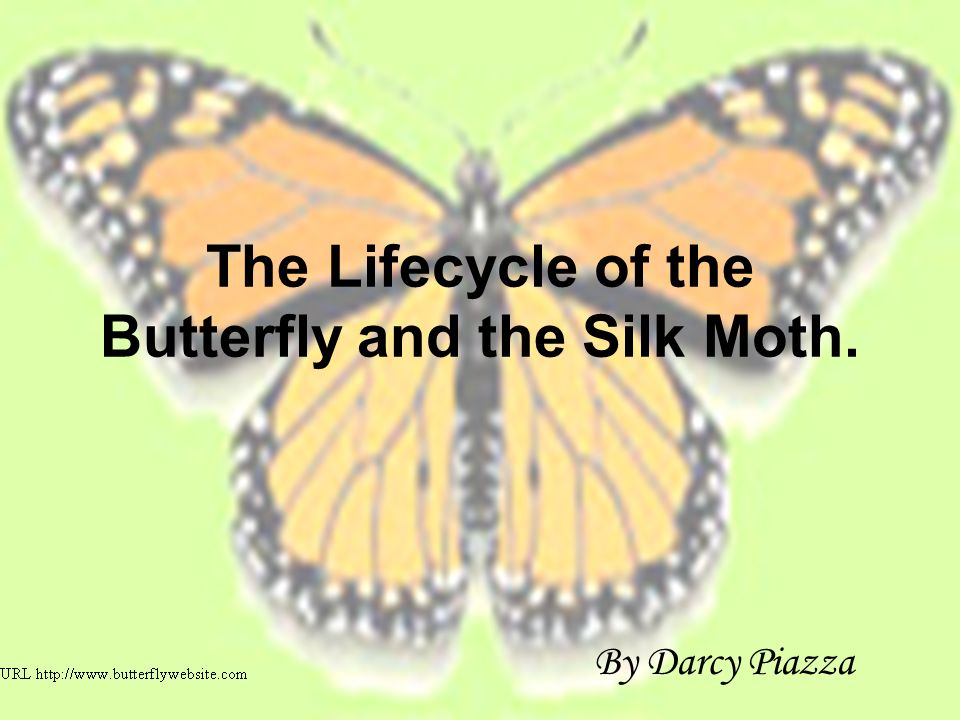 The Lifecycle of the Butterfly and the Silk Moth.