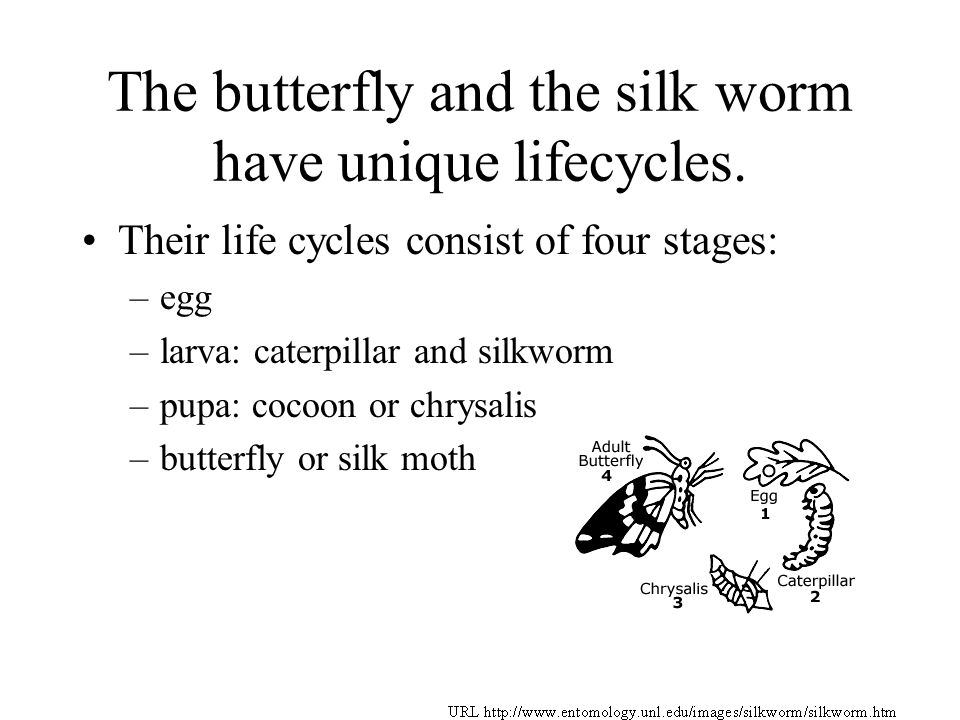 The butterfly and the silk worm have unique lifecycles.