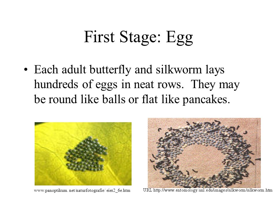 First Stage: Egg Each adult butterfly and silkworm lays hundreds of eggs in neat rows. They may be round like balls or flat like pancakes.