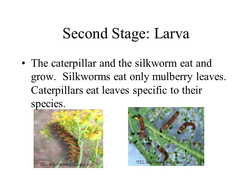 Second Stage: Larva