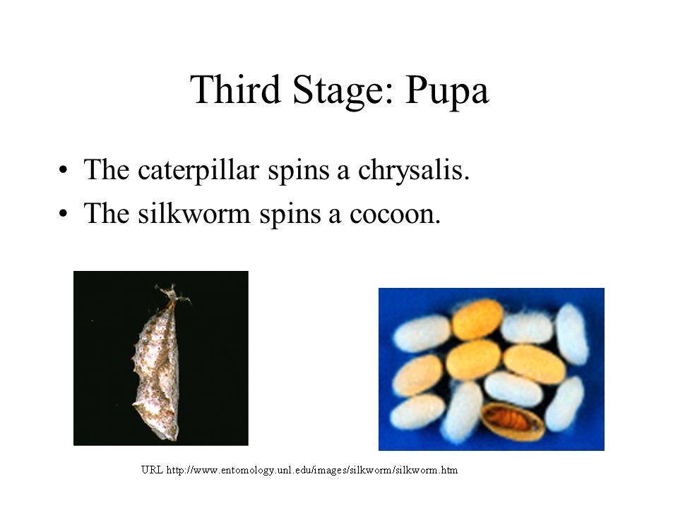 Third Stage: Pupa The caterpillar spins a chrysalis.