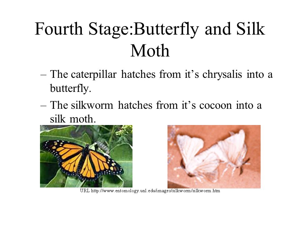 Fourth Stage:Butterfly and Silk Moth