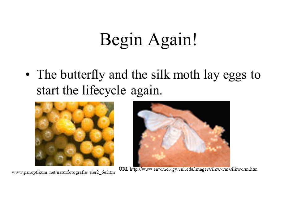 Begin Again. The butterfly and the silk moth lay eggs to start the lifecycle again.